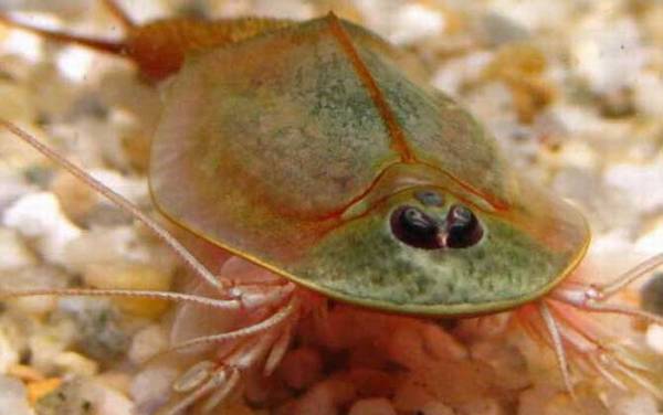 三眼恐龙虾是什么动物?