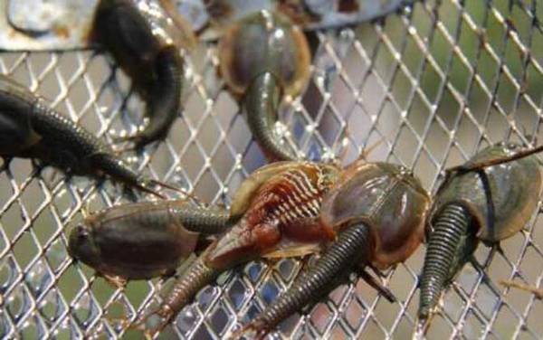 三眼恐龙虾是什么动物?