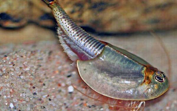 三眼恐龙虾是什么动物?