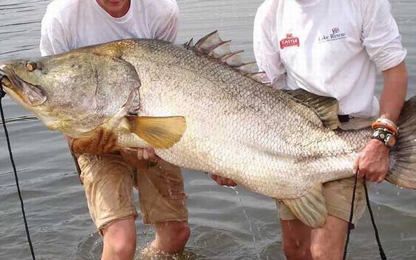 尼罗河鲈鱼是什么鱼?