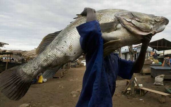 尼罗河鲈鱼是什么鱼?