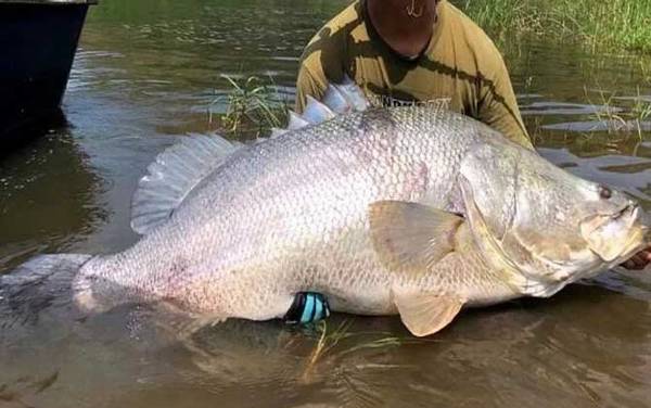 尼罗河鲈鱼是什么鱼?