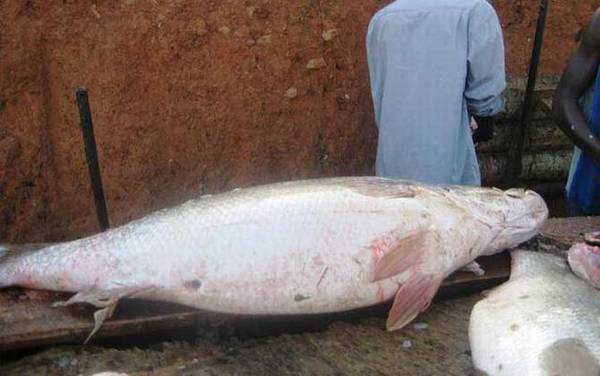 尼罗河鲈鱼是什么鱼?