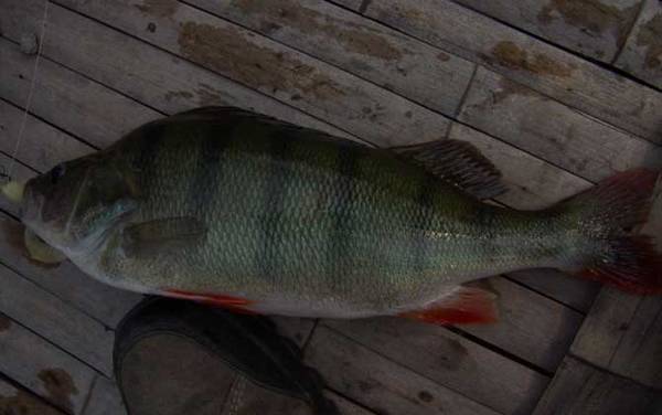 河鲈是什么鱼?