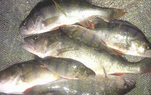 河鲈是什么鱼?