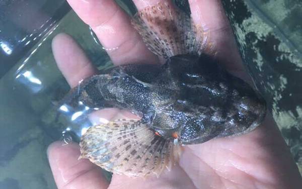 鲈鱼价格多少钱一斤?