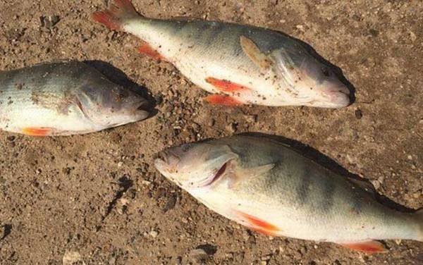 鲈鱼价格多少钱一斤?