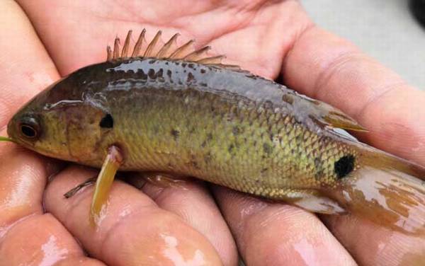 鲈鱼价格多少钱一斤?