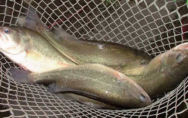 鲈鱼价格多少钱一斤?