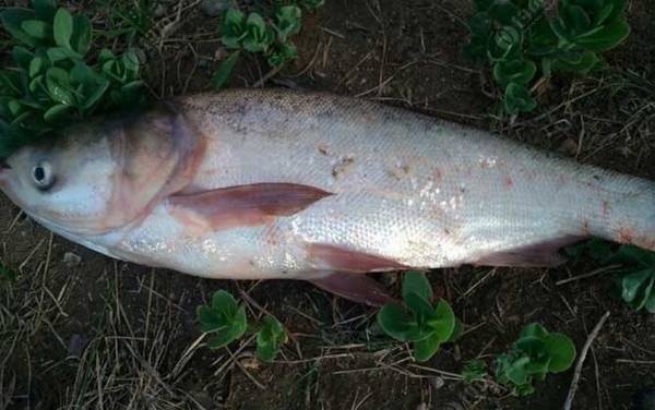 鲢鱼效应是什么意思?