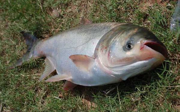 鲢鱼效应是什么意思?