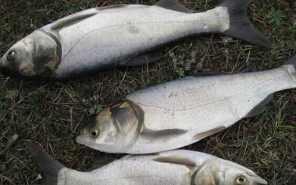 鲢鱼是胖头鱼吗?