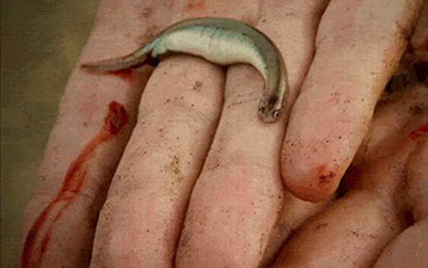 寄生鲶是什么鱼?