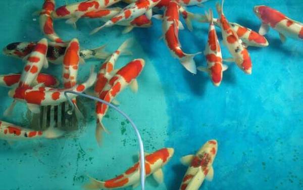 锦鲤和鲤鱼有什么区别?