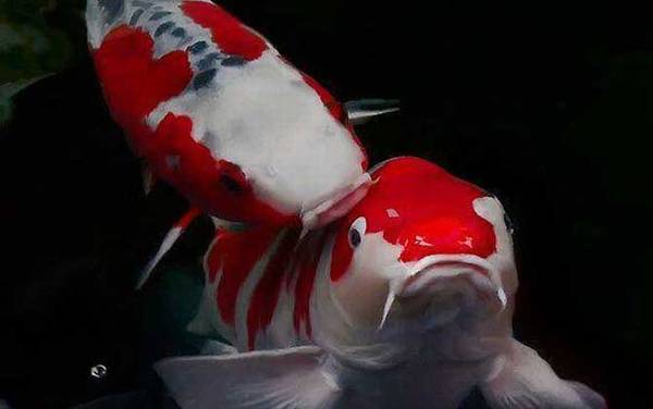 锦鲤和鲤鱼有什么区别?