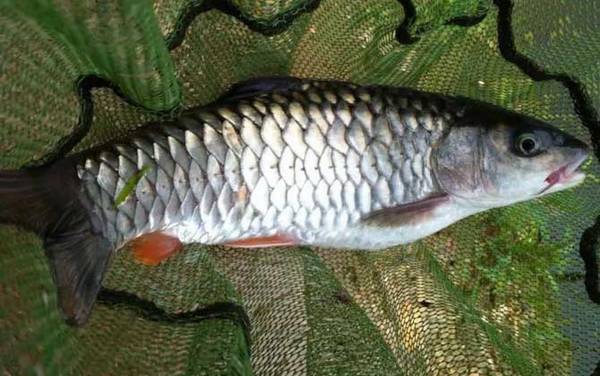 和草鱼很像的叫什么鱼?