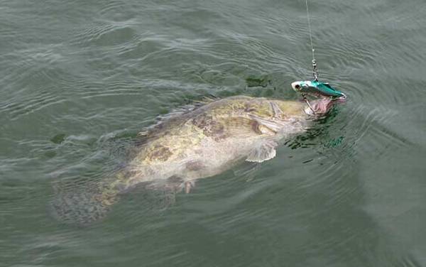 桂鱼和鳜鱼有什么区别?