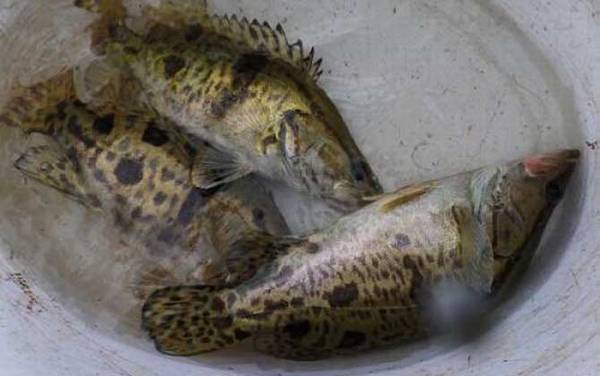 桂鱼和鳜鱼有什么区别?