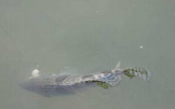 桂鱼和鳜鱼有什么区别?