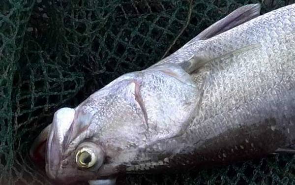 鲈鱼种类及图片大全