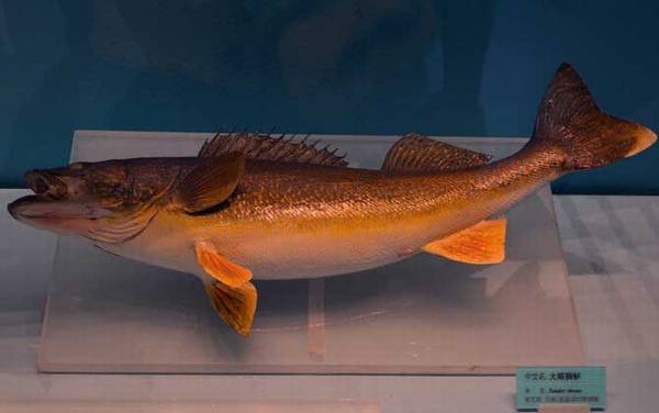 鲈鱼种类及图片大全