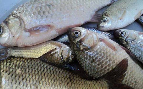 鲫鱼吃什么食物?