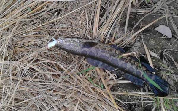 黑鱼养殖骗局是真的吗?