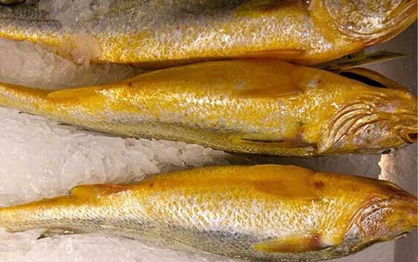 石首鱼是什么鱼?