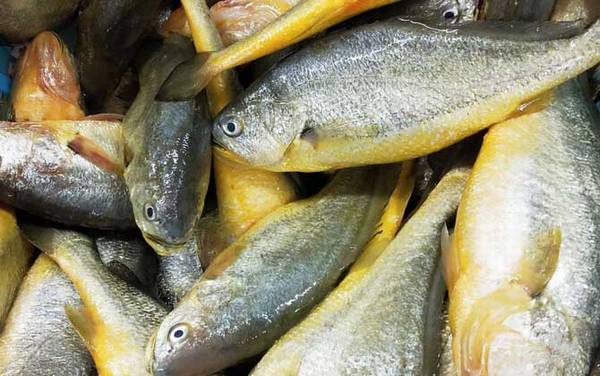 石首鱼是什么鱼?