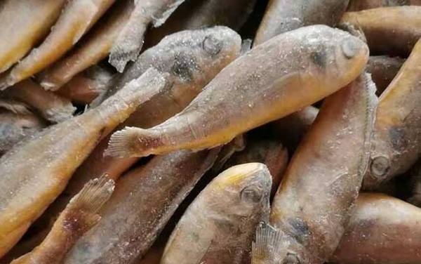 石首鱼是什么鱼?