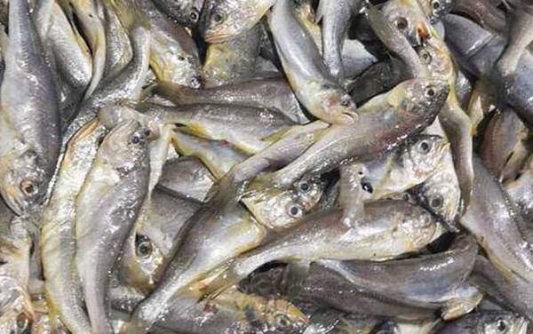 鳀鱼是什么鱼?