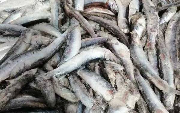 鳀鱼是什么鱼?