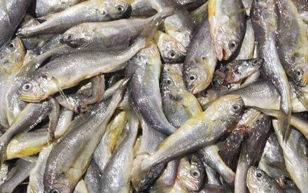 鳀鱼是什么鱼?