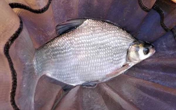 鳊鱼的拼音怎么读?