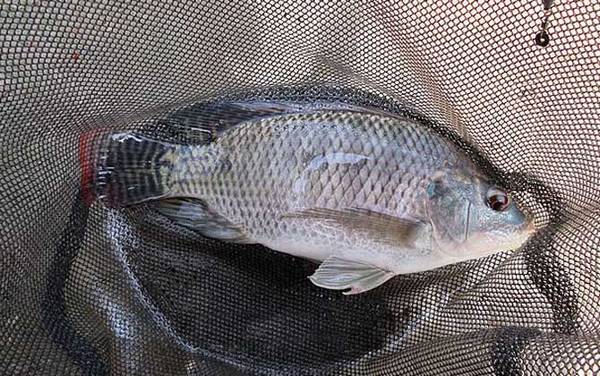 罗非鱼长什么样子?