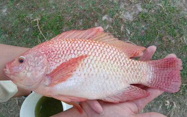 红罗非鱼可以吃吗?