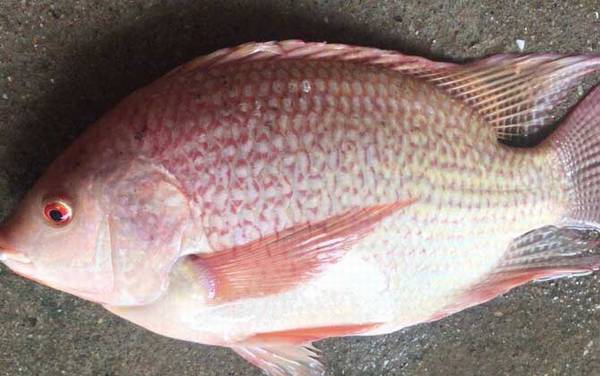 红罗非鱼可以吃吗?