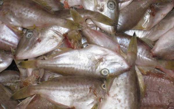 扒皮鱼是什么鱼?