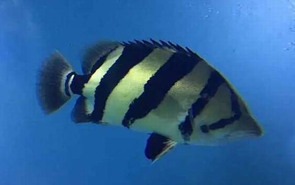 虎鱼是什么鱼?