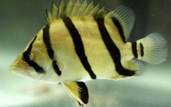 虎鱼是什么鱼?