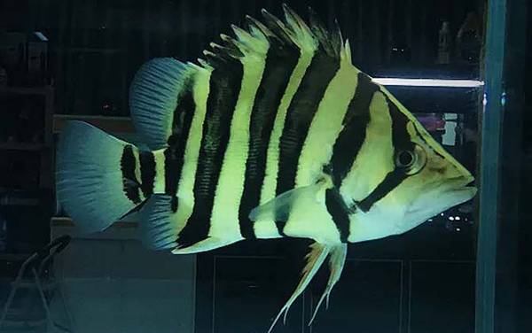 虎鱼是什么鱼?
