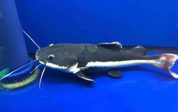 招财猫是什么鱼?