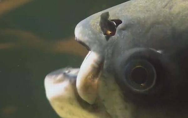 黑鳍巨脂鲤是什么鱼?