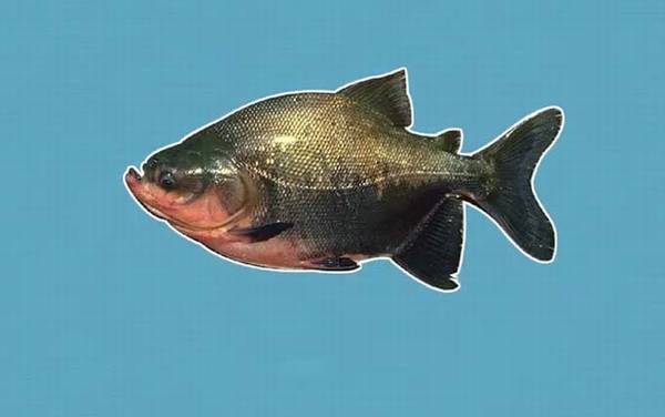 黑鳍巨脂鲤是什么鱼?