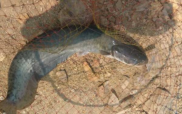 塘角鱼是什么鱼?