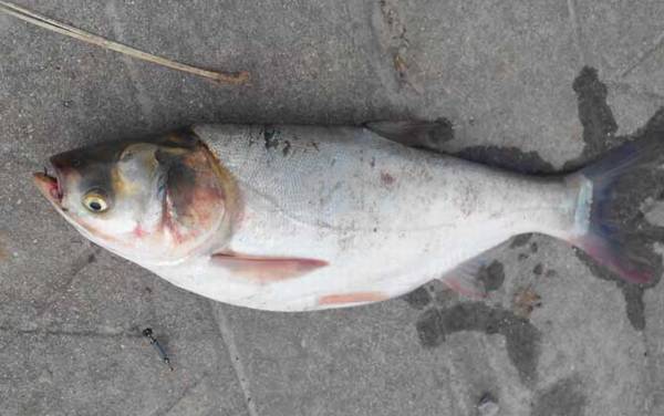 鳙鱼和鲢鱼哪个贵?