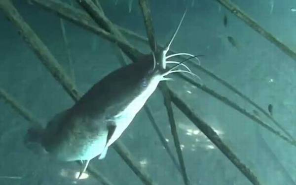 八须鲶鱼是不是塘鲺?