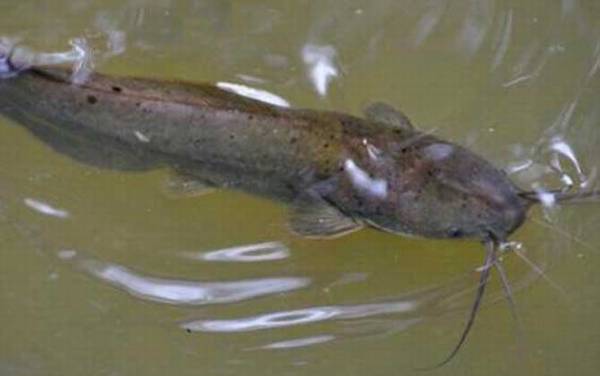 八须鲶鱼是不是塘鲺?