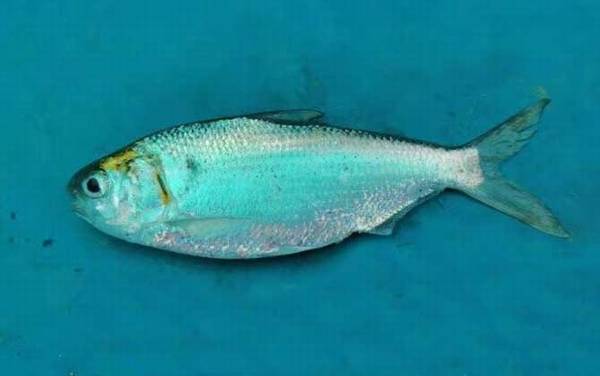 斑鰶是什么鱼?