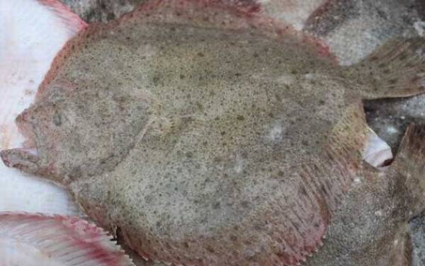 鲽鱼是什么鱼?